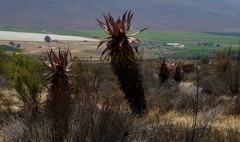 Aloe comosa