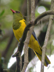 Oriolus chlorocephalus