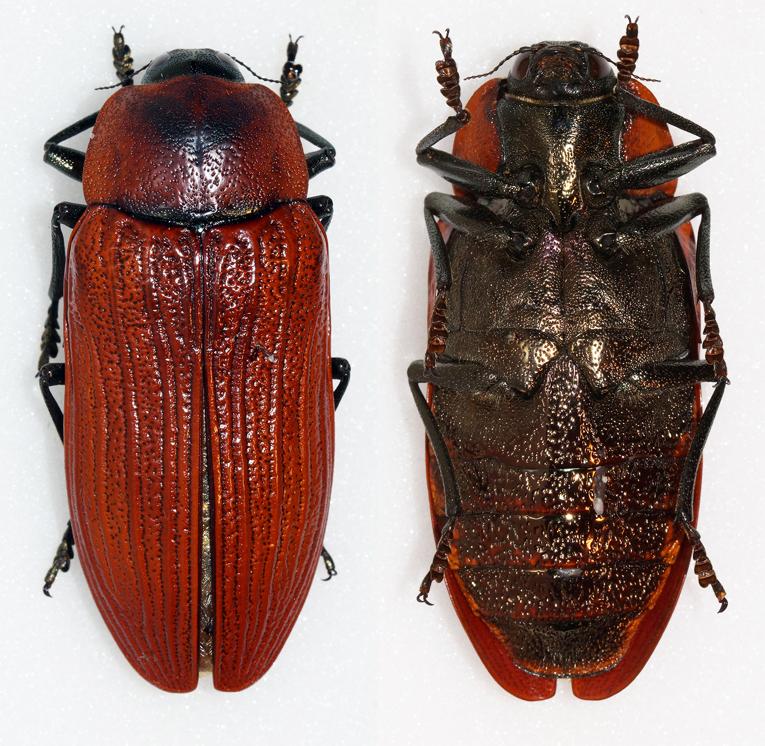 Temognatha heros · iNaturalist