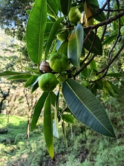 Giant Leaf Fig (Ficus gigantosyce)