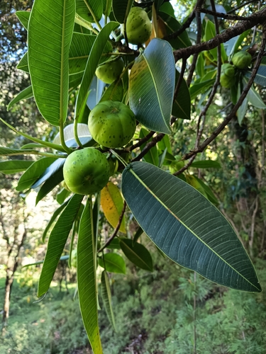 Ficus gigantosyce, photograph 2