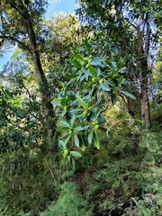 Ficus gigantosyce, photograph (c) marthayolimapardodiaz, some rights reserved (CC BY)