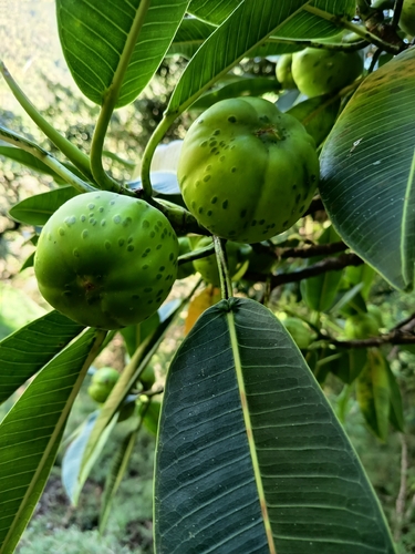 Ficus gigantosyce, photograph 4