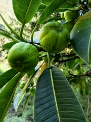 Ficus gigantosyce, photograph (c) marthayolimapardodiaz, some rights reserved (CC BY)