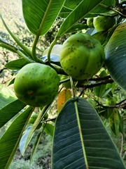 Ficus gigantosyce, photograph (c) marthayolimapardodiaz, some rights reserved (CC BY)