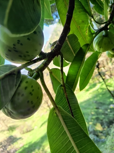 Ficus gigantosyce, photograph 6