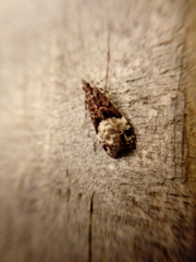 Scoparia minusculalis