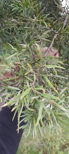 East African yellowwood (Afrocarpus gracilior)