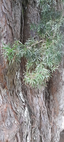 Afrocarpus gracilior, photograph 4