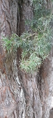 (c) Mathew Rees, some rights reserved (CC BY) Afrocarpus gracilior, photograph (c) Mathew Rees, some rights reserved (CC BY)