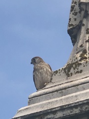 Falco cenchroides cenchroides