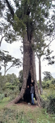Afrocarpus gracilior, photograph 6