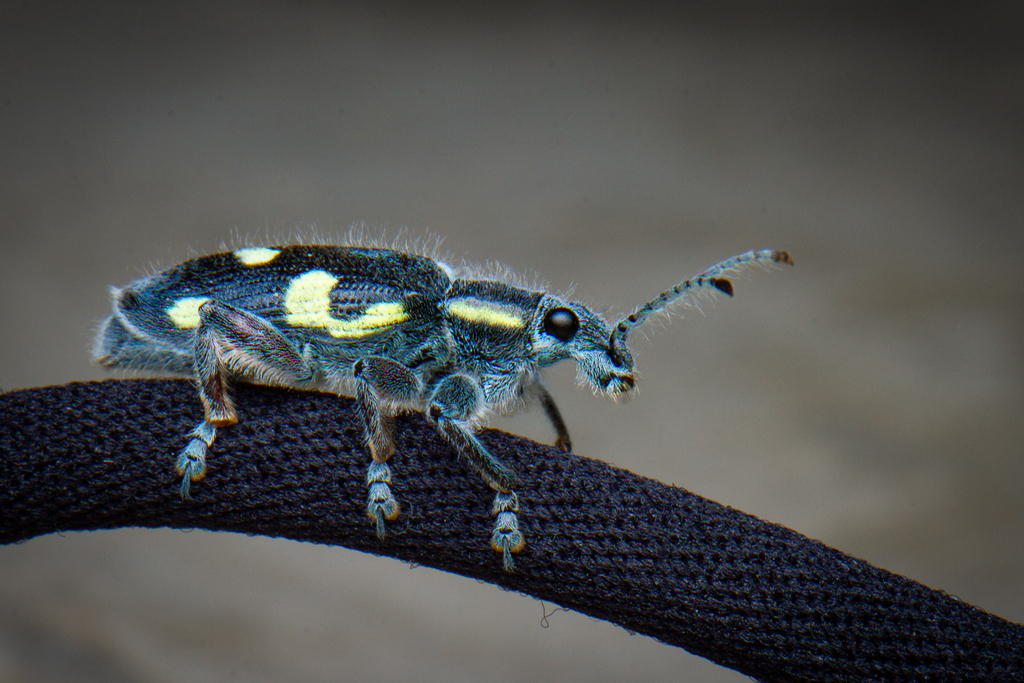 Gaudy Weevil