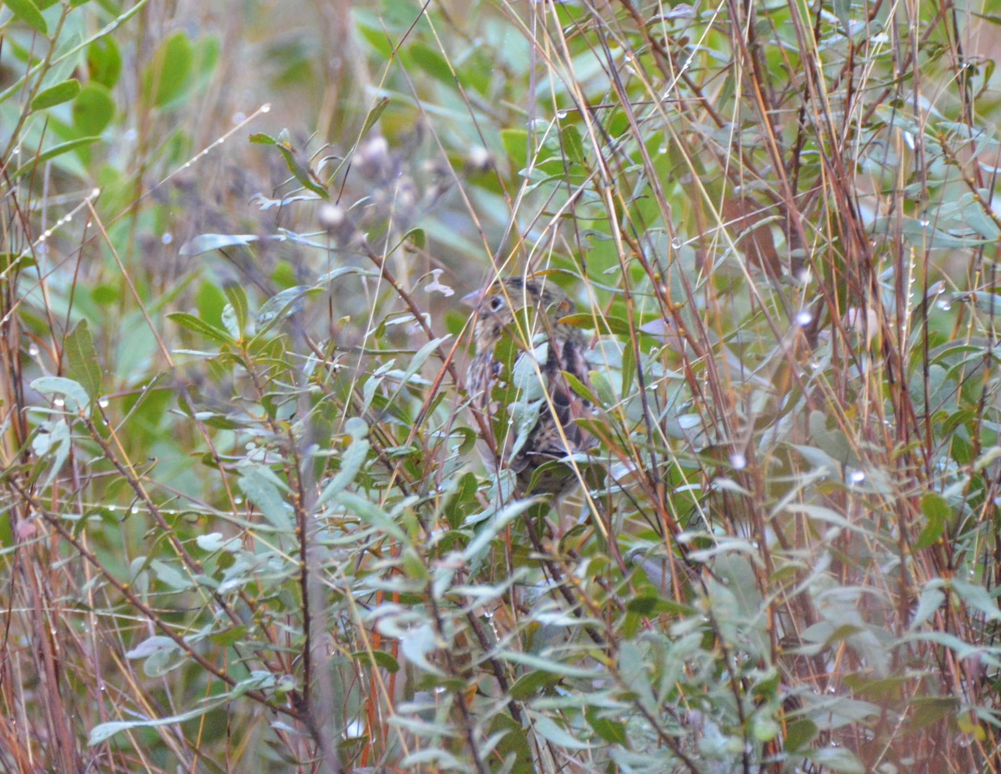 Henslow's Sparrow