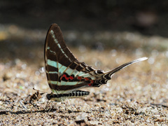 Graphium rhesus