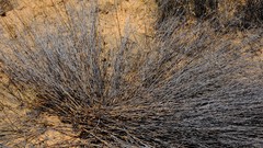 Willdenowia incurvata