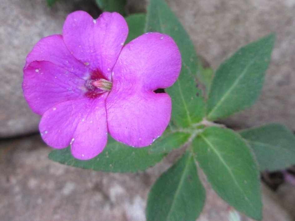 Impatiens rubricolor (Impatiens rubricolor)