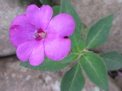 Impatiens rubricolor