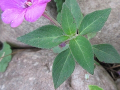 Impatiens rubricolor
