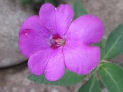 Impatiens rubricolor