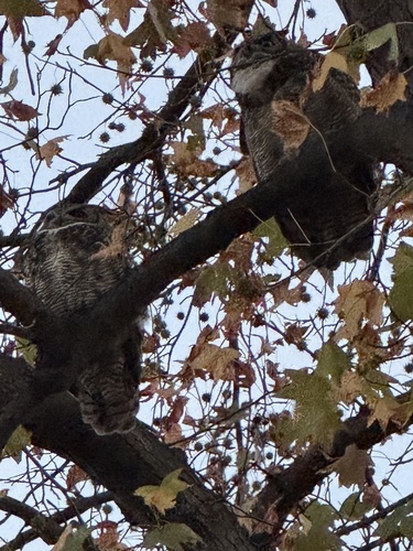 View observation of {o.common_name} on iNaturalist