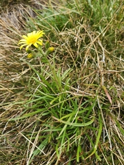 Dolichoglottis lyallii