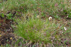 Carex ledebouriana