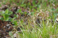 Carex ledebouriana