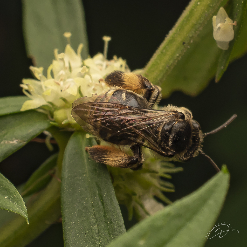 Exomalopsis analis