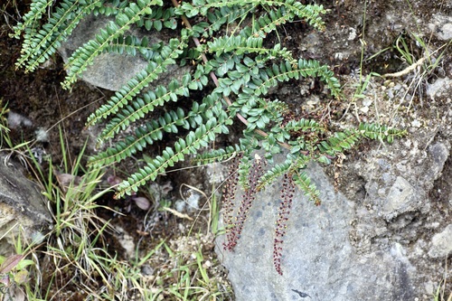 Coriaria ruscifolia (Coriaria ruscifolia)