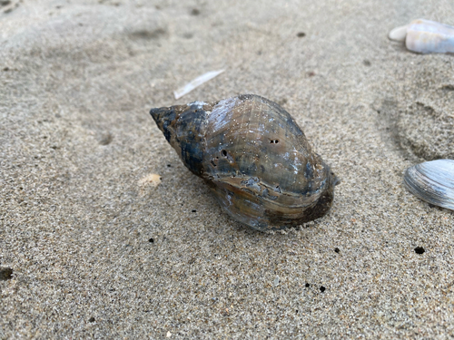 Common Whelk, South Holland, NL, photo 8 of 10