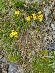 Dolichoglottis lyallii