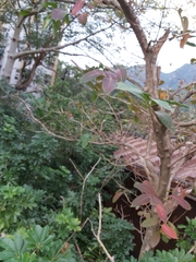 Heptapleurum arboricola