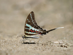 Graphium rhesus
