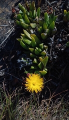 Bergeranthus scapiger, photograph author not stated, no rights reserved