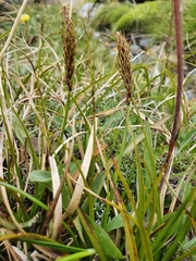Carex edura