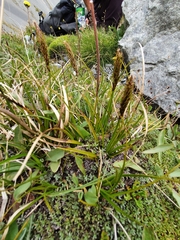 Carex edura