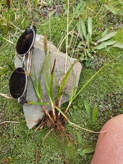 Carex edura