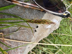 Carex edura