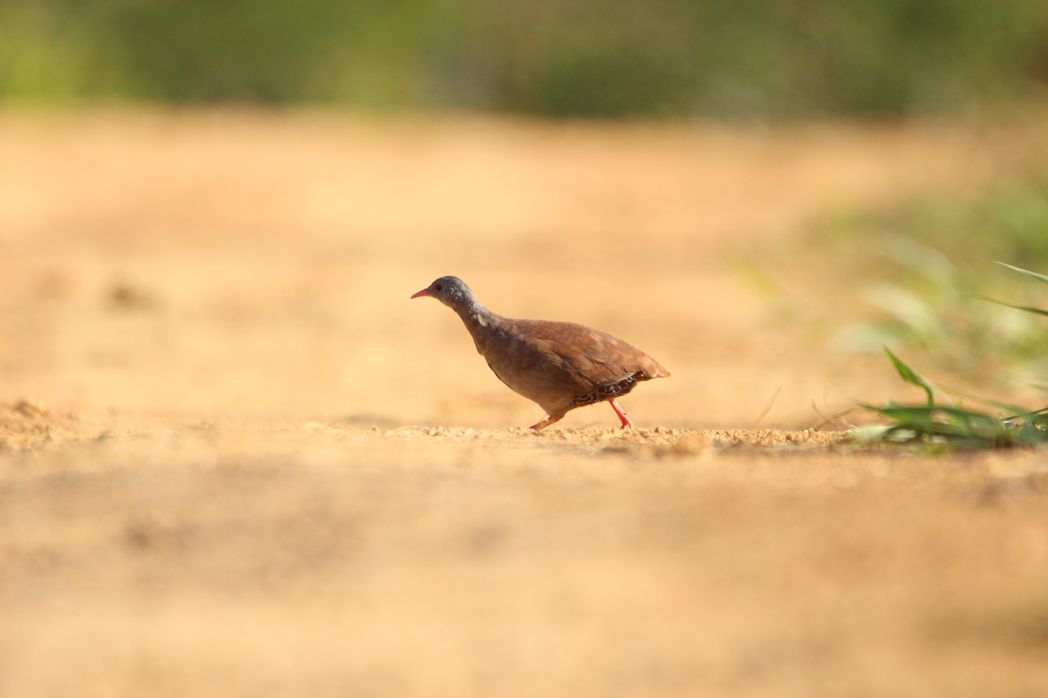 Small-billed Tinamou (Crypturellus parvirostris), photo 4