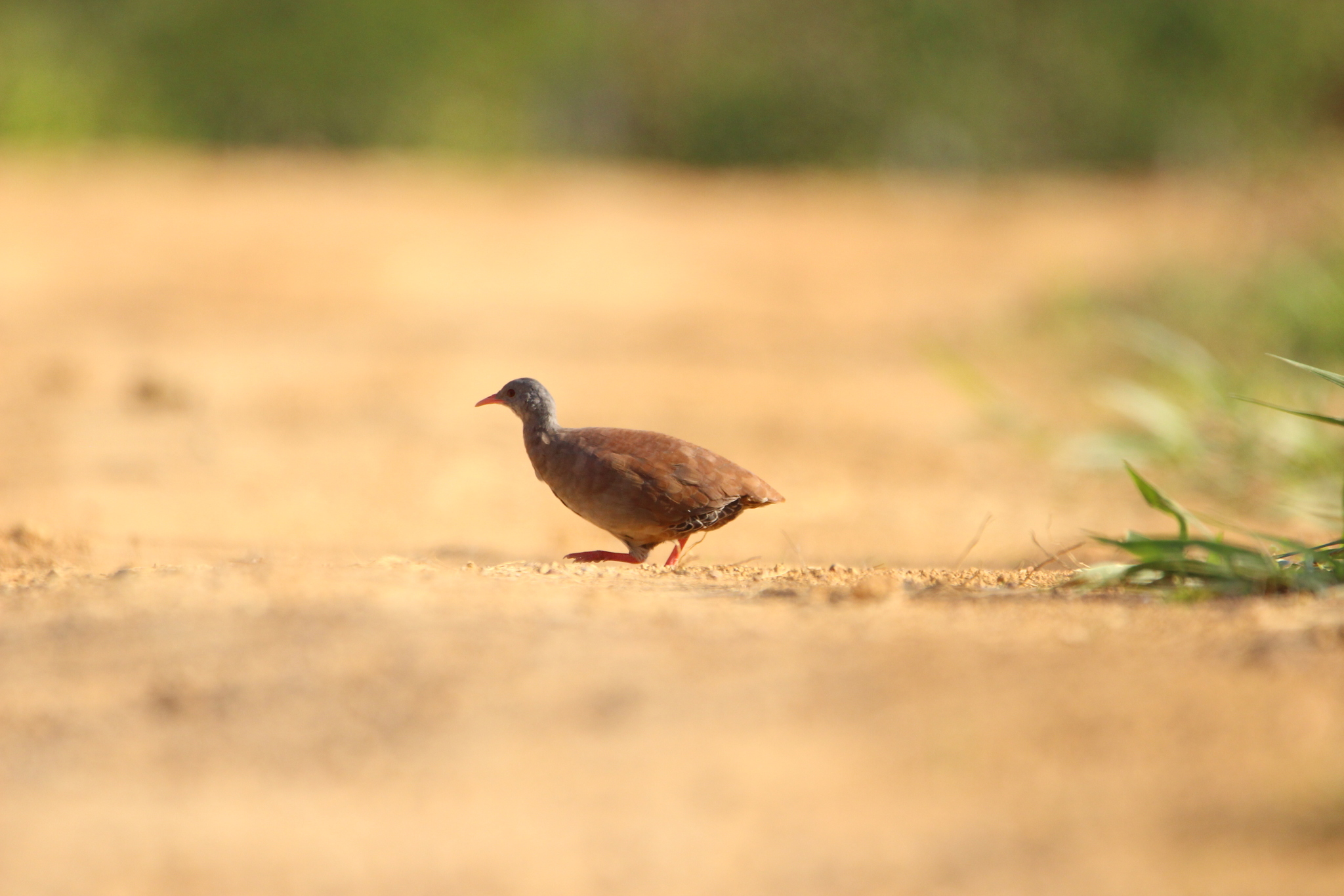 Small-billed Tinamou (Crypturellus parvirostris), photo 5