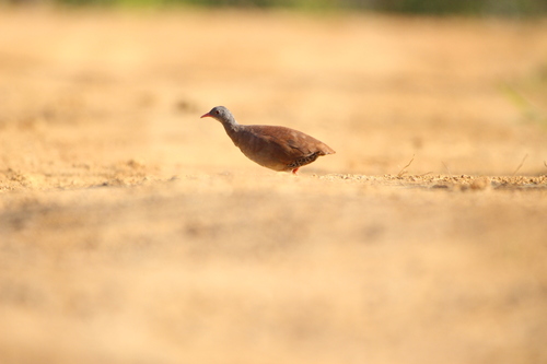 Small-billed Tinamou (Crypturellus parvirostris), photo 9