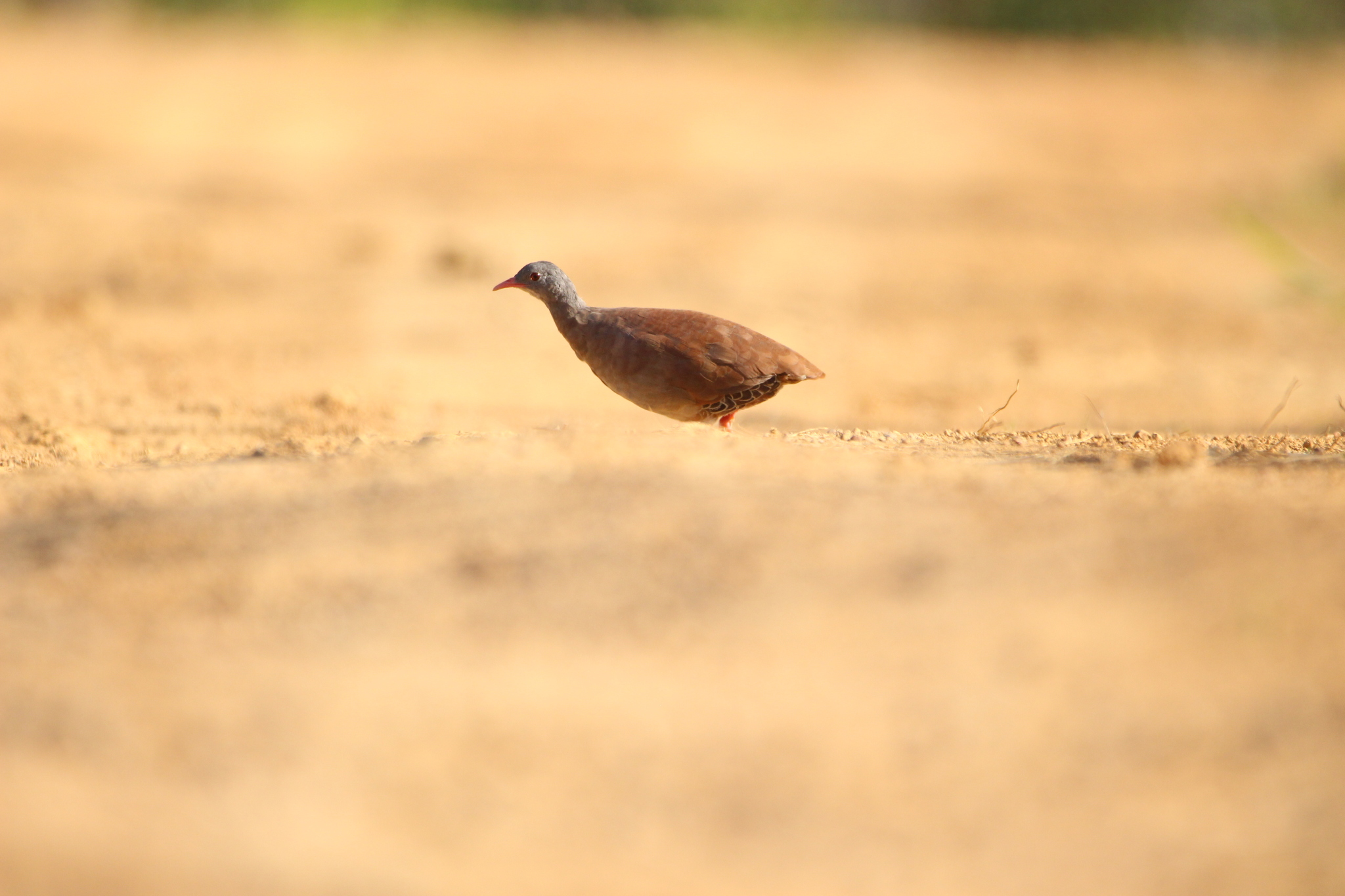 Small-billed Tinamou (Crypturellus parvirostris), photo 6
