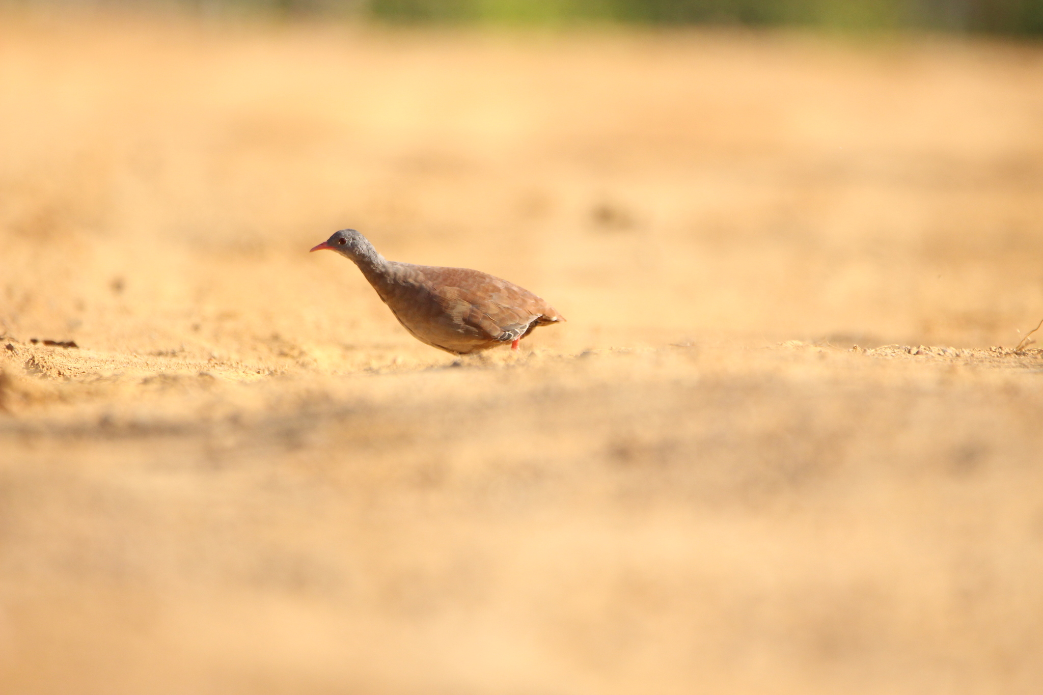 Small-billed Tinamou (Crypturellus parvirostris), photo 7