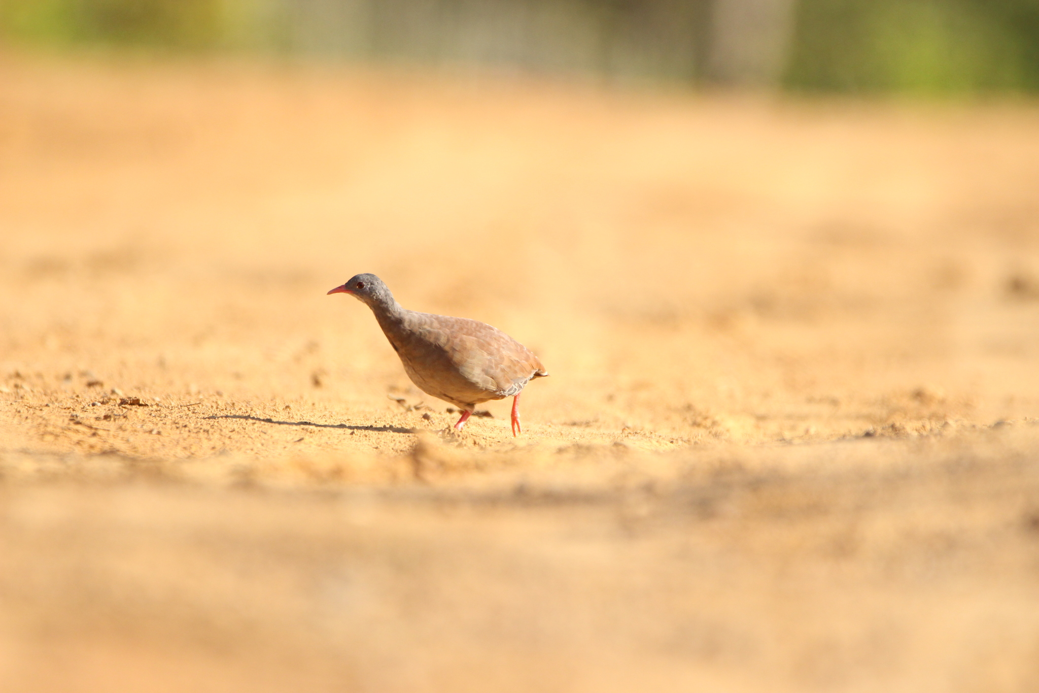 Small-billed Tinamou (Crypturellus parvirostris), photo 8