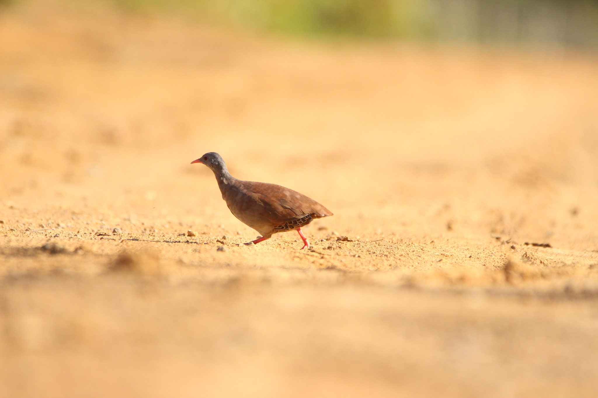 Small-billed Tinamou (Crypturellus parvirostris), photo 9