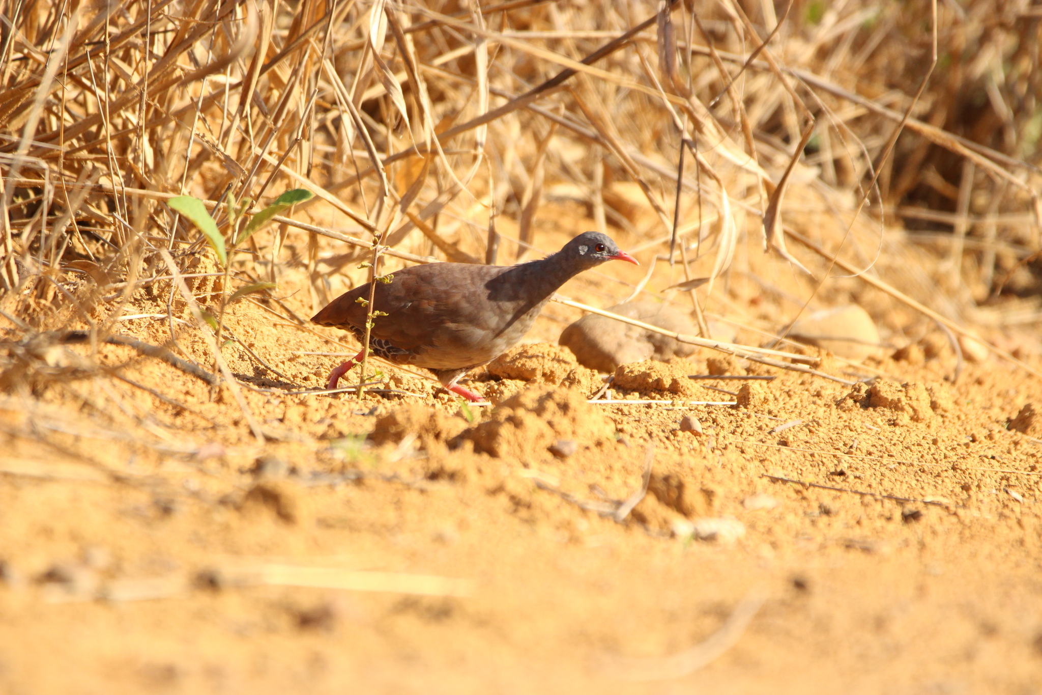 Small-billed Tinamou (Crypturellus parvirostris), photo 10