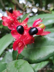 Ochna thomasiana