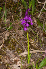 Anacamptis morio morio