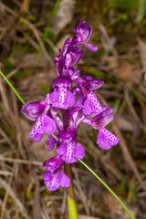 Anacamptis morio morio